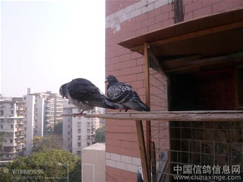 鸽子死在阳台